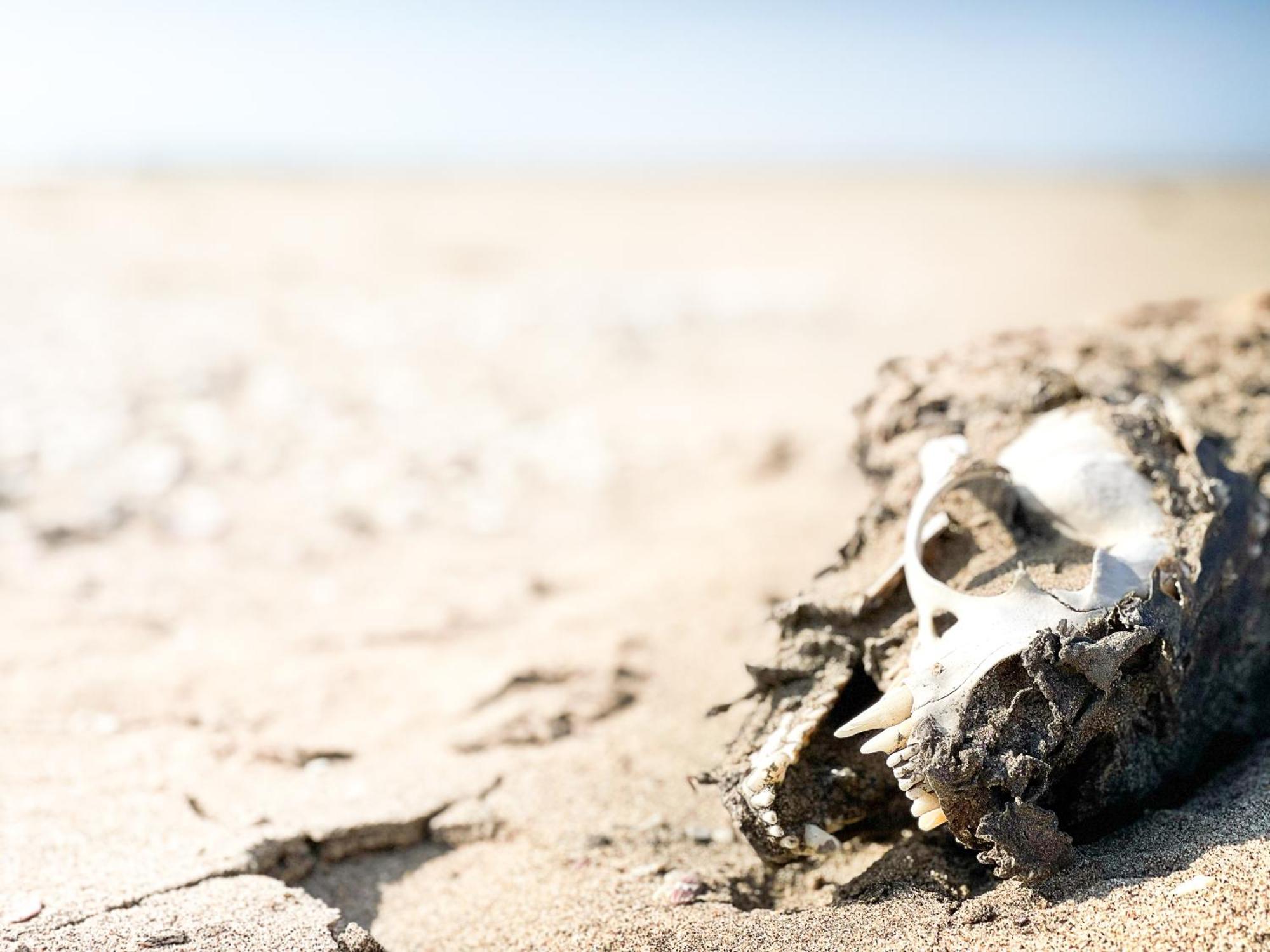 Skeleton Beach Backpackers Swakopmund Exteriér fotografie